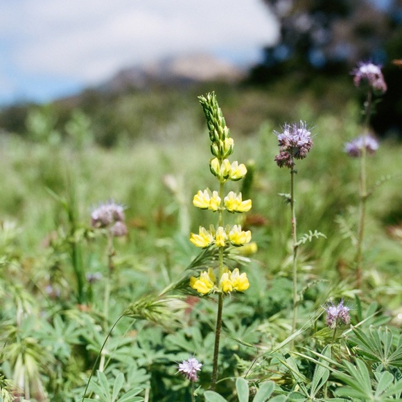 Meet your Posher, Cameryn - Picture 1 of 1